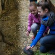 Hasen streicheln beim Bauern